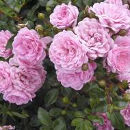 Троянда ґрунтопокривна Зе Фейрі в контейнері